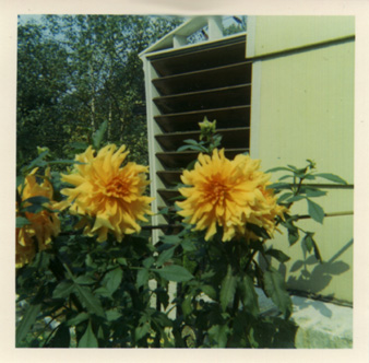 Flowers!